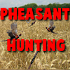 Pheasant Hunting